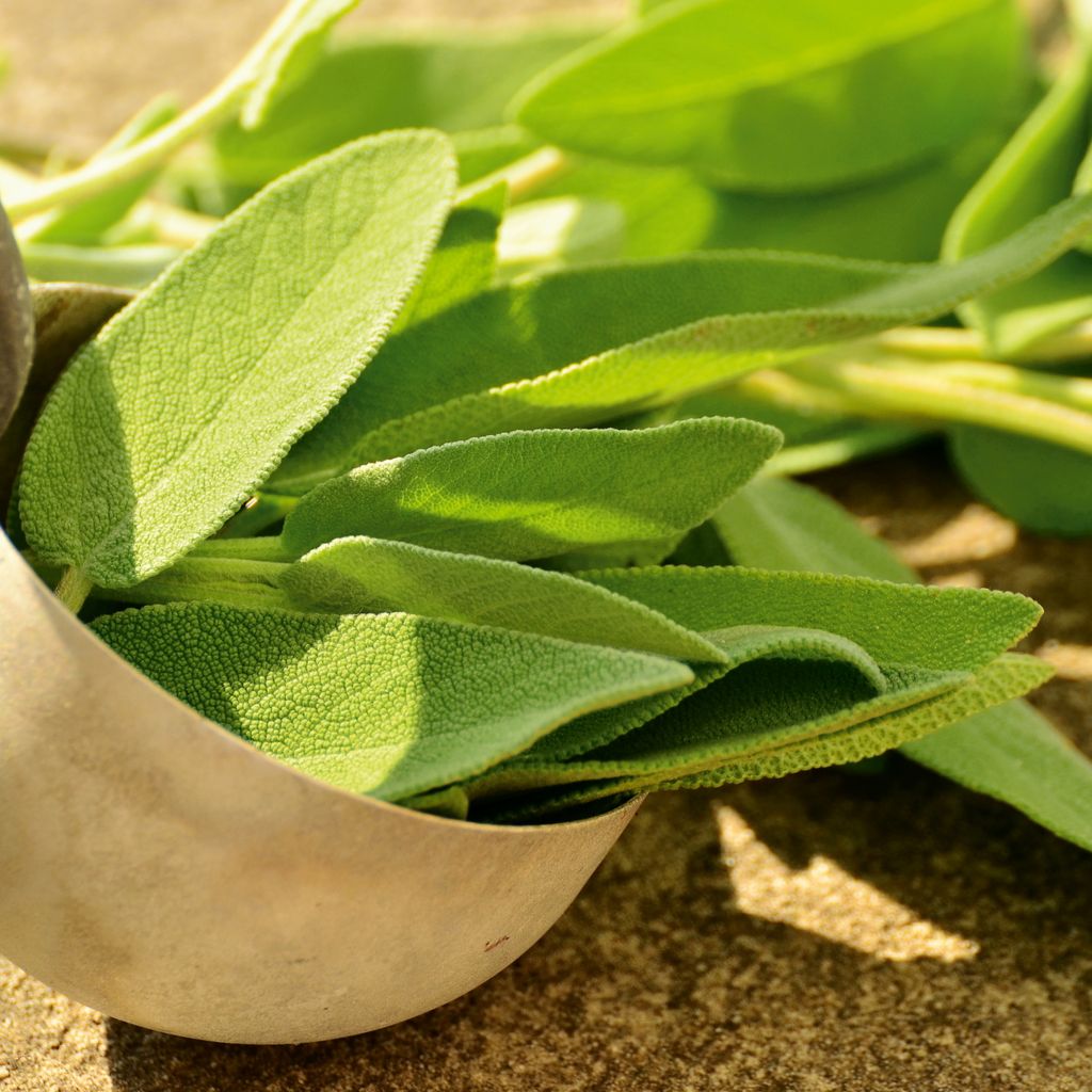 Salbei Samen - Salvia officinalis - Salbeisamen - Produktbild 5