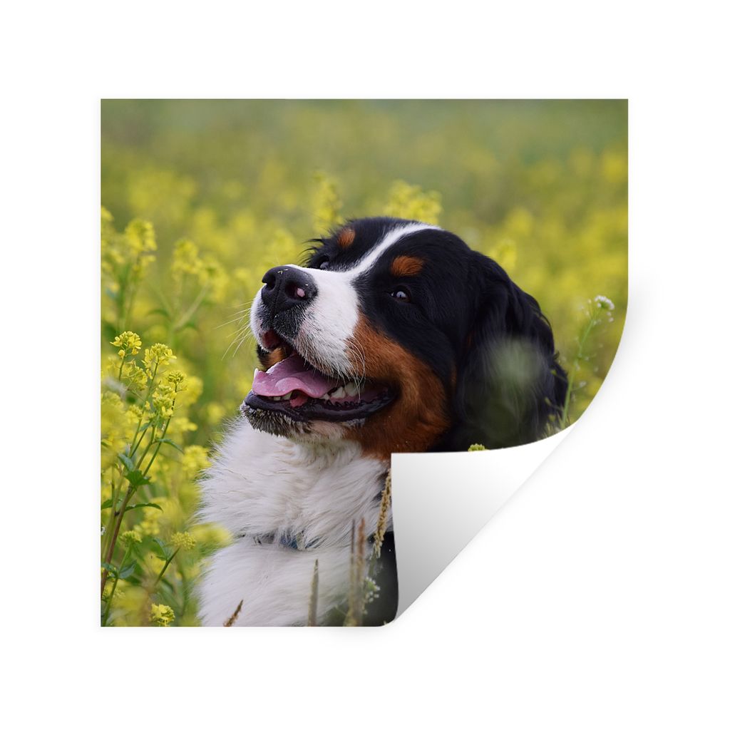 MuchoWow Wandtattoo Wandsticker Wandaufkleber Ein Berner Sennenhund zwischen gelben Blumen 100x100 cm Selbstklebend und Repositionierbar - Wierde...