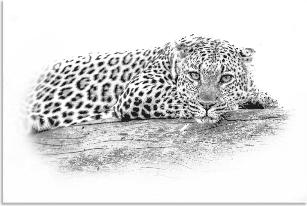 ARTland Wandbild Alu für Innen & Outdoor Leopard High Key Optik Größe: 60x40 cm