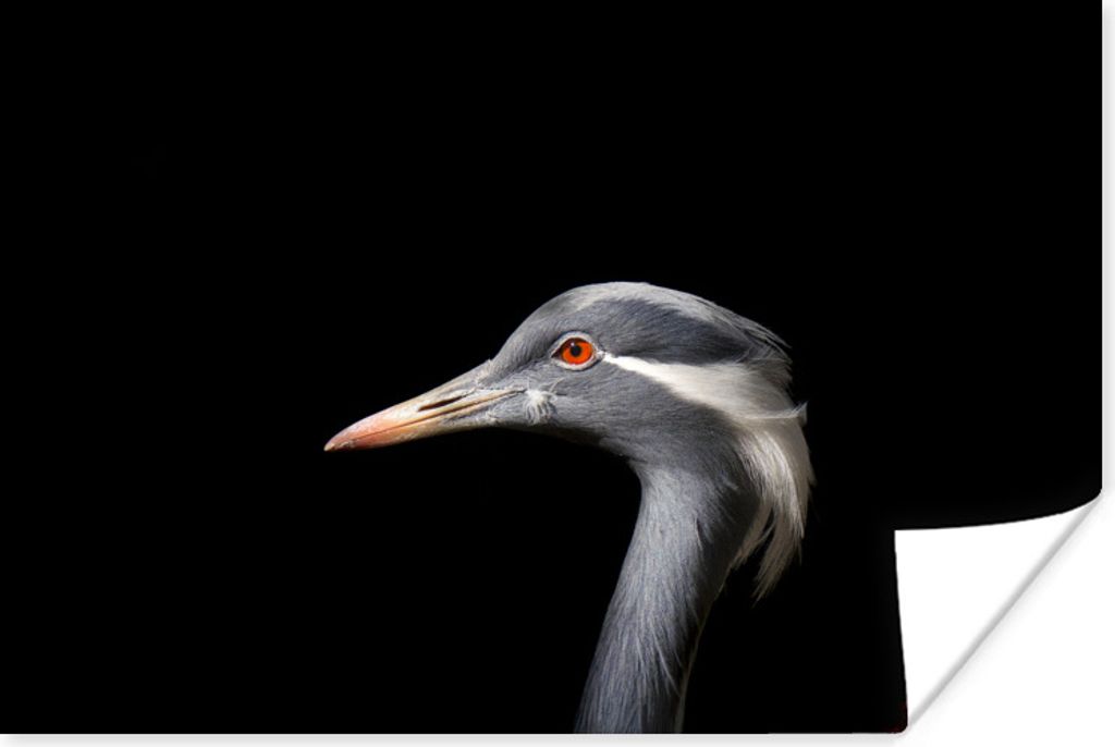 MuchoWow Poster Vogel - Tiere - Porträt 30x20 cm