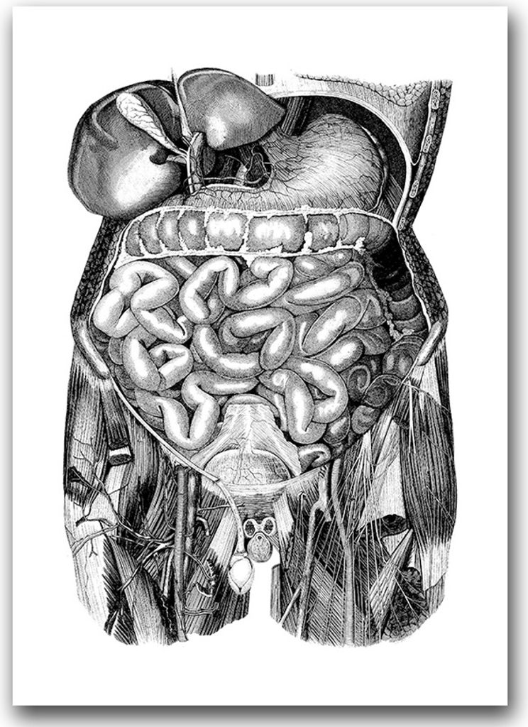 Poster - Canvas - Leinwand - 59,4 cm x 84,1 cm - Fotoposter - Leinwandkunst - Anatomische Druck Darm