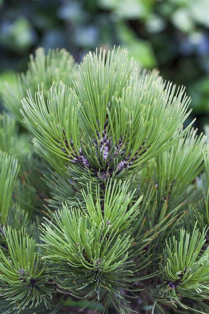 Pinus heldreichii 'Den Ouden', Bosnische Kiefer, 25–30 cm