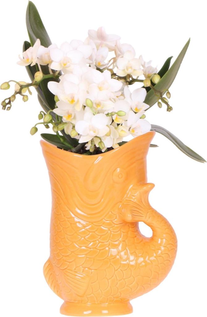 Kolibri Orchids Weiße Orchidee Nazaré + Fischtopf orange - Topfgröße 9cm