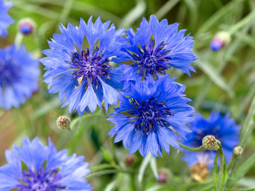 1000 Samen Blaue Kornblume (Centaurea cyanus) | Produktbild 