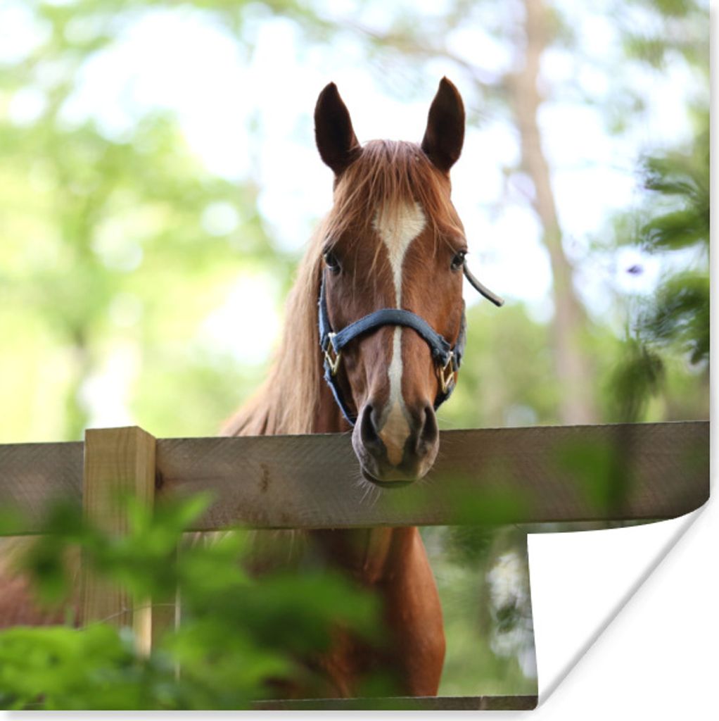 MuchoWow Poster Pferd - Natur - Zaun 75x75 cm - Wand Dekoration