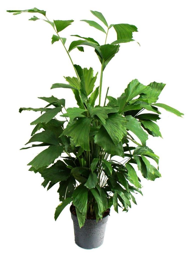 Caryota mitis - Fischschwanzpalme - ca. 120cm hoch - Solitärpalme