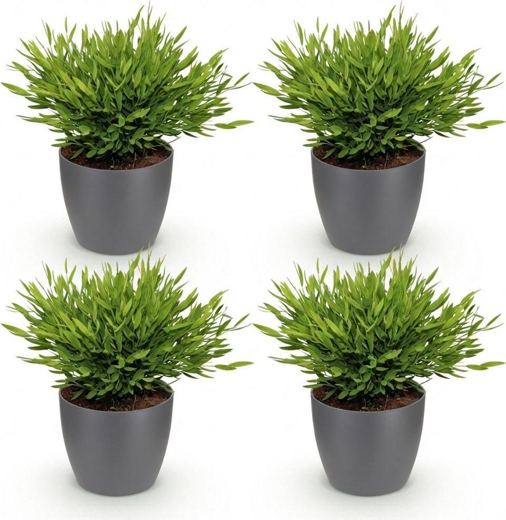 Bambus Pogonatherum Monica Ø12cm 20cm 4 Pflanzen Zimmerpflanze mit grauem Topf