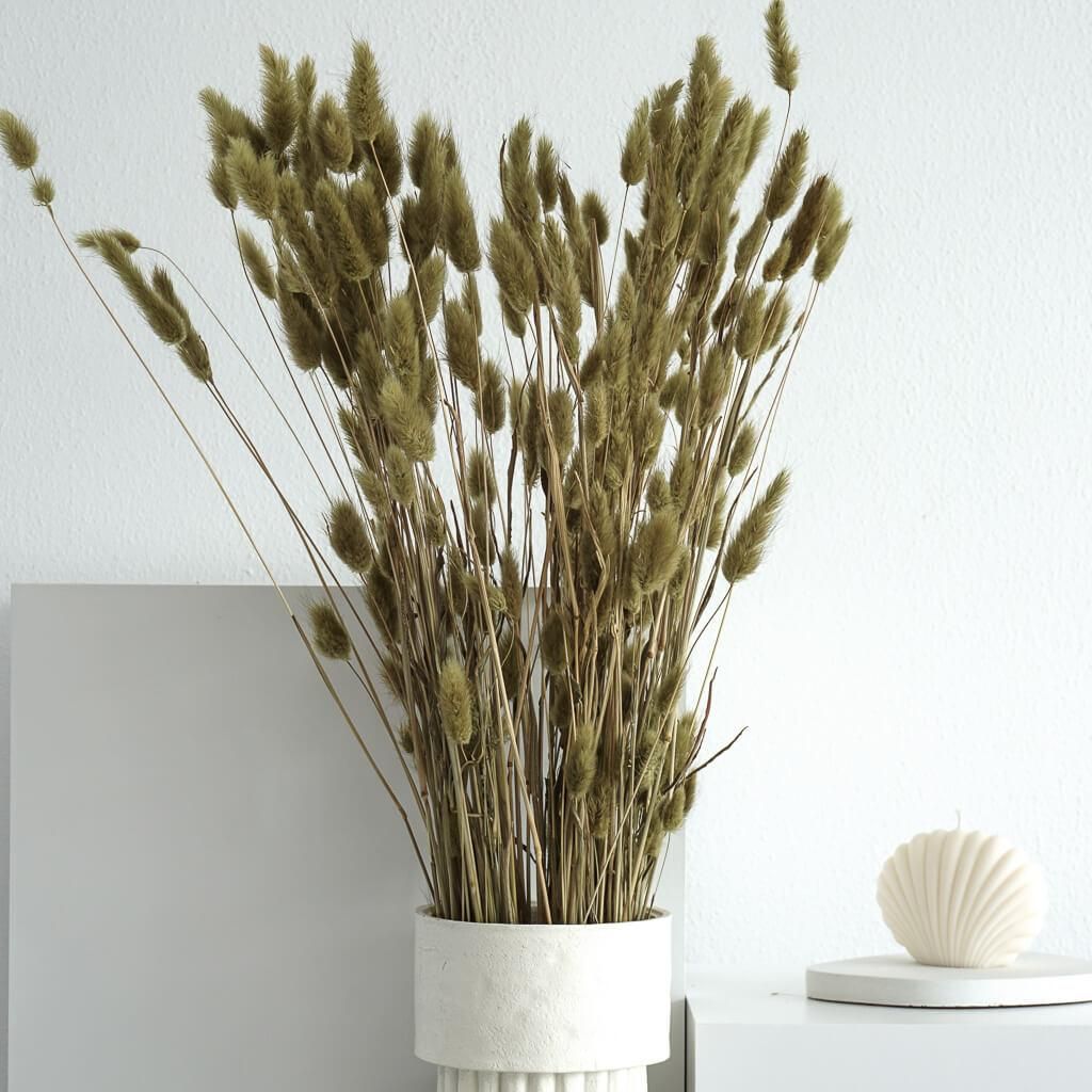 Lagurus Hasenschwanz Samtgras Trockenblumen 60-70cm  DIY Produktbild 