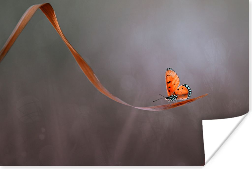 MuchoWow Poster Insekt - Orange - Blatt 30x20 cm - Plakate - Print