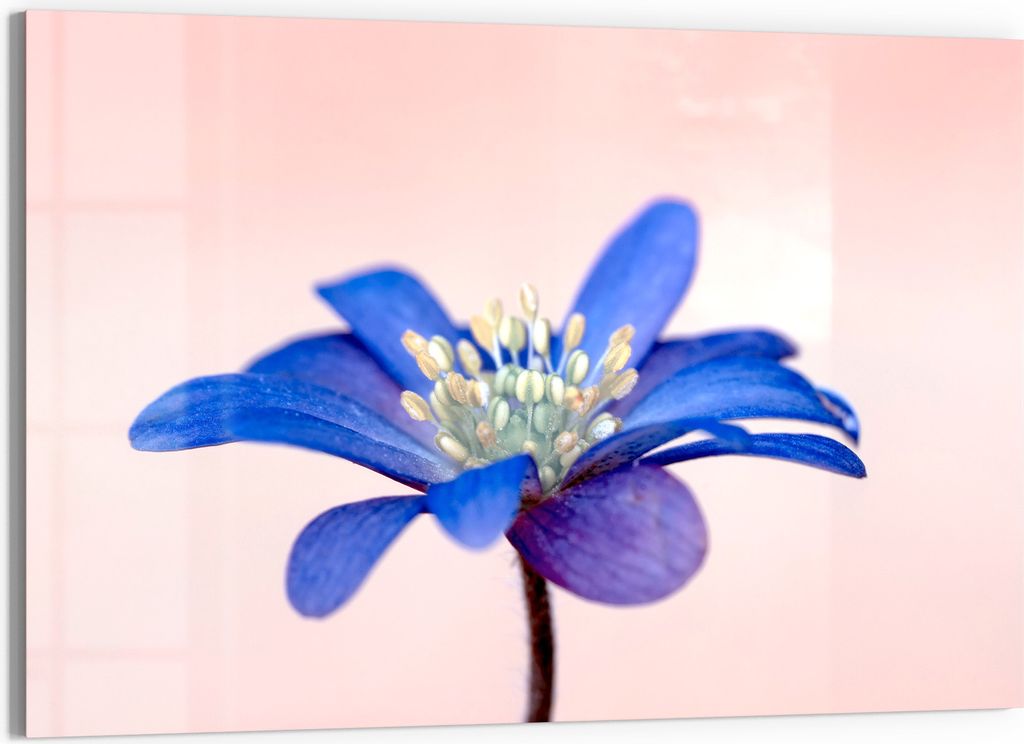 DEQORI Glasbild Echtglas 90x60 cm 'Blaue Eleganz' Wandbild Produktbild 