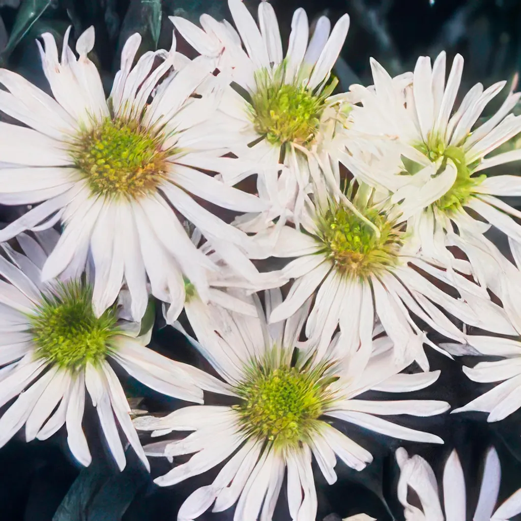 Plante vivace automnale Aster Ashvi blanc facile d'entretien x6 plants