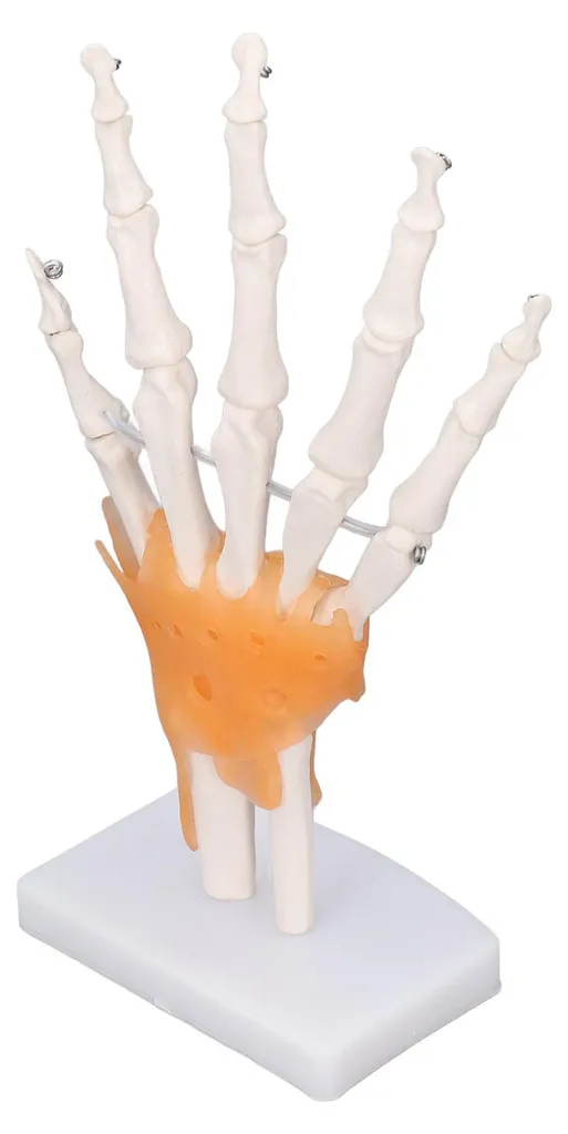 Main en PVC avec articulations mobiles - Taille réelle sur support - 6