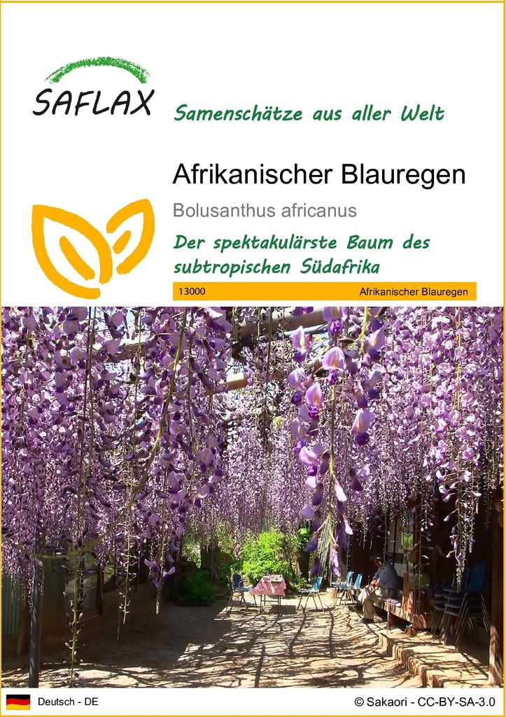 SAFLAX - Afrikanischer Blauregen - Bolusanthus africanus - Produktbild 