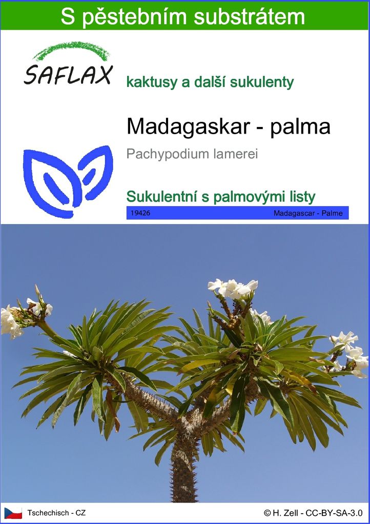 SAFLAX - Madagaskar - palma - Pachypodium lamerei - 10 Obrázek produktu 