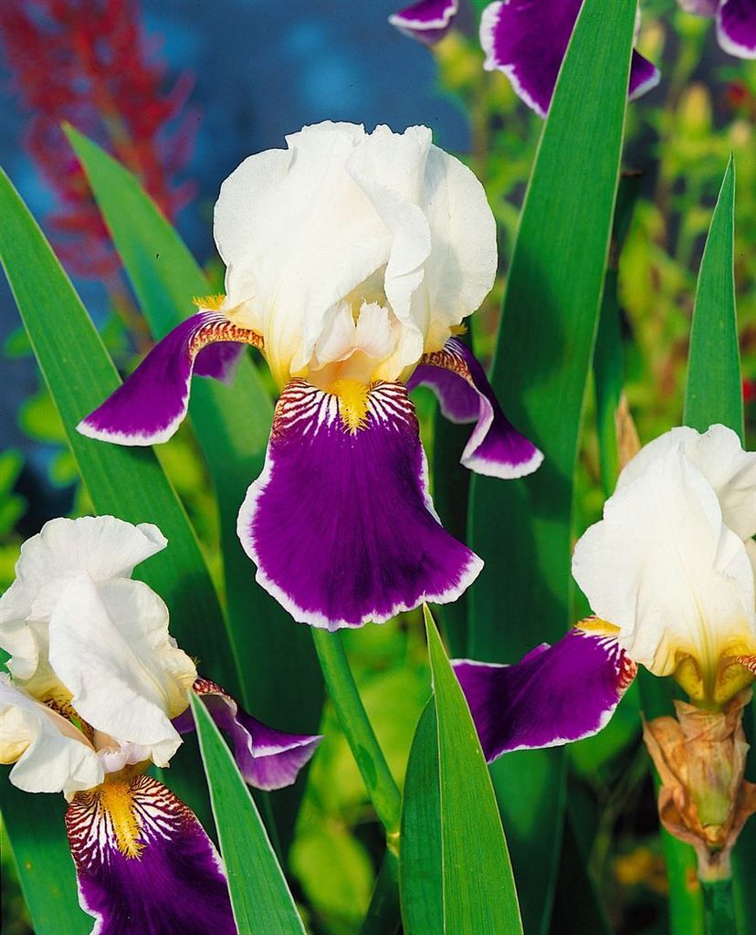 Iris x barb.-elat. 'Wabash', Schwertlilie, zweifarbig, ca. 11x11 cm Topf