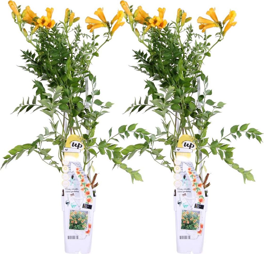 Bloomique - Lot de 2 - Campsis radicans 'Flava' - Bignone Image du produit 