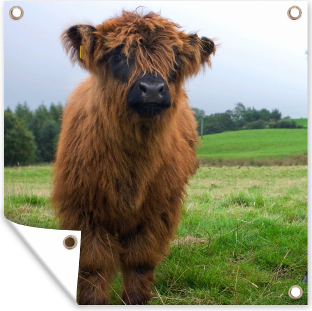 MuchoWow 50x50 cm Outdoor-Poster Gartendeko Sichtschutz Garten Poster für den Garten Schottische Highlander - Kühe - Natur - Grün - Gras