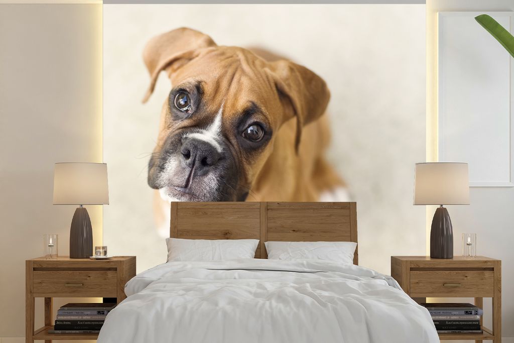 MuchoWow Fototapete für Wohnzimmer oder Schlafzimmer Wandtapete Vinyl Motivtapete Boxerwelpe blickt in die Kamera - 220x220 cm - Tapeten
