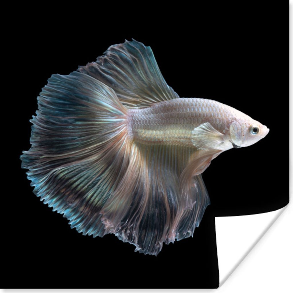MuchoWow Poster Fisch - Schwanz - Weiß 75x75 cm - Wand Dekoration