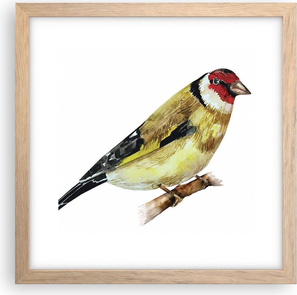 Gerahmtes Poster - Rahmen in heller Eiche - Stieglitz Vogel Aquarell - 30x30 cm - Wand Bild - Wanddeko - Wandbilder - Wandposter - Bilderrahmen - B...