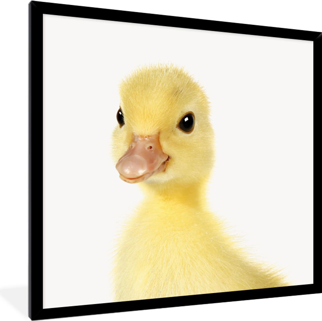 MuchoWow Gerahmtes Poster Ente - Küken - Süß - Kinder - Mädchen - Jungen 40x40 cm - Poster mit Schwarzem Bilderrahmen Wandposter Rahmen Foto ...