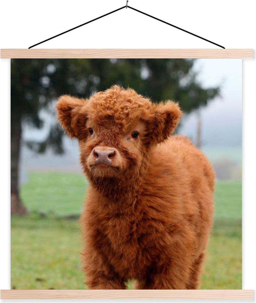 MuchoWow Textilposter Scottish Hochlandrind - Kalb - Gras 60x60 cm mit holzfarbenen Rahmen - Wanddekoration