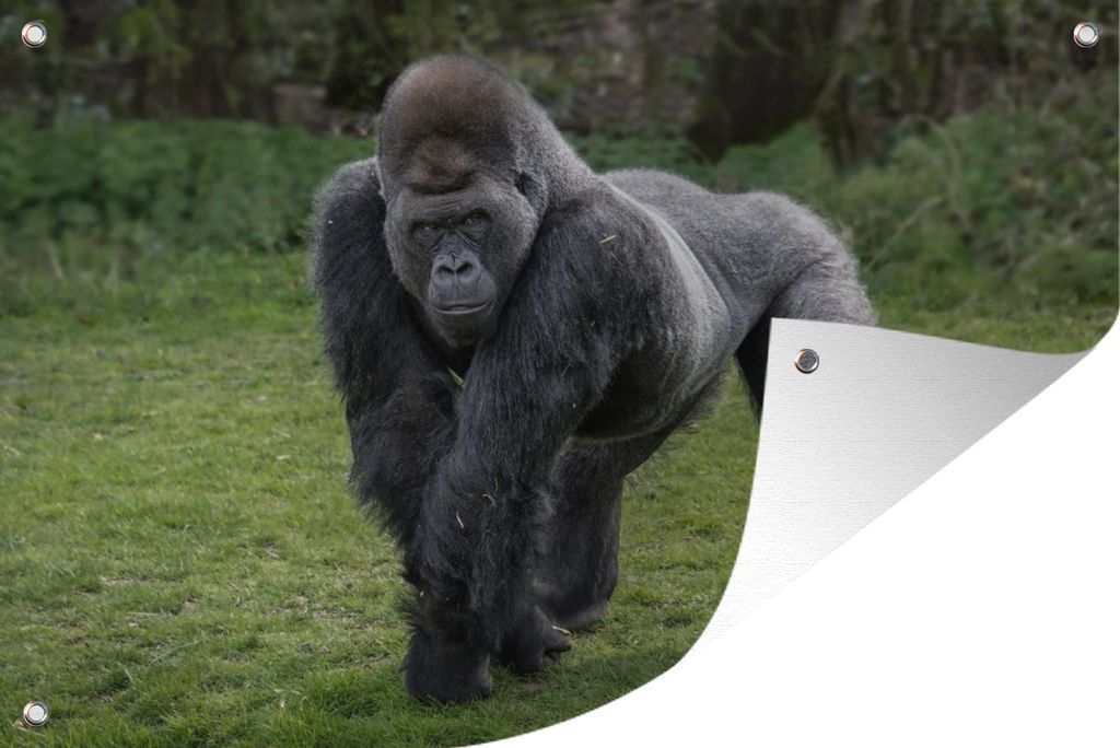 MuchoWow 120x80 cm Outdoor-Poster Gartendeko Sichtschutz Garten Poster für den Garten Ein Gorilla geht auf Händen und Beinen