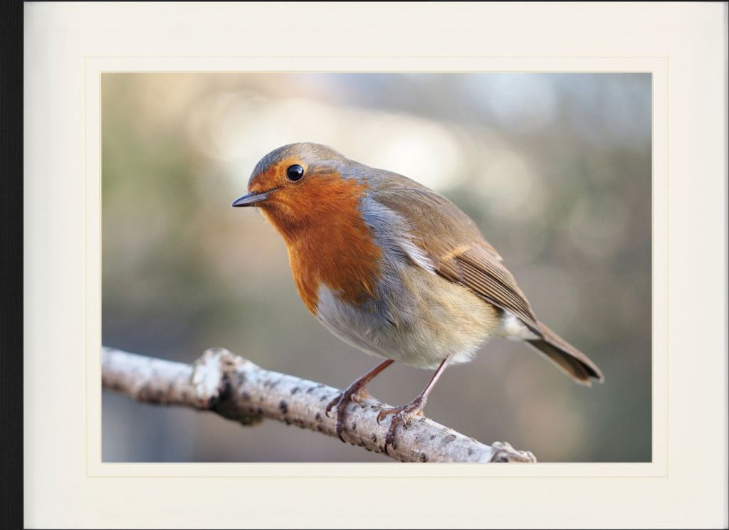Vögel Gerahmtes Bild Mit Edlem Passepartout | Wand-Bilder | Im Bilderrahmen - Rotkehlchen Auf Einem Ast (60 x 80 cm)