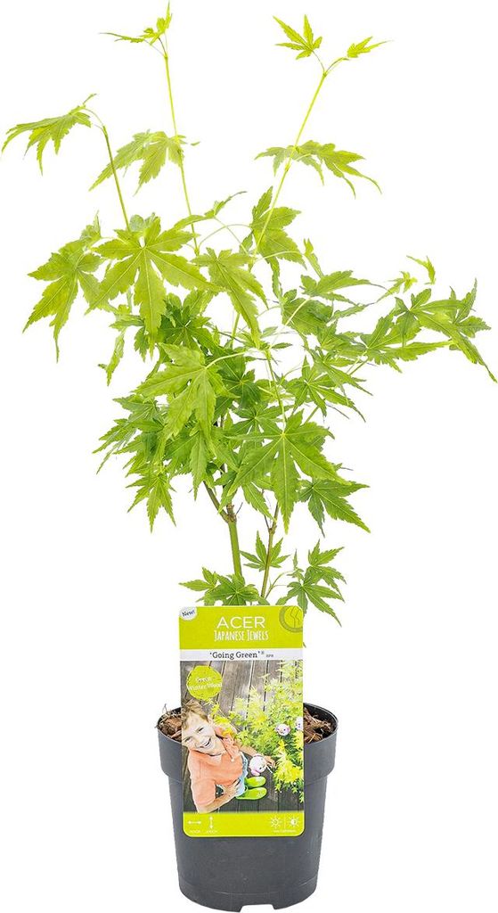 Bloomique - Acer Palmatum Going Green - Japanischer Ahorn - Produktbild 