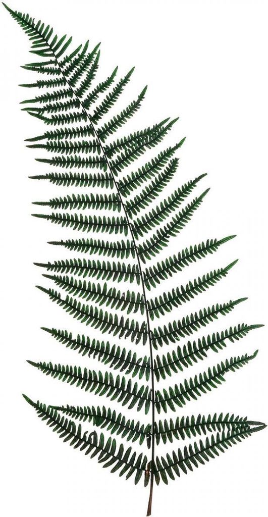 Konservierte Bergfarn Deko-Blätter in Dunkelgrün, 45cm, 20 Stück – Natürliche Wald-Dekoration für stimmungsvollen Charme