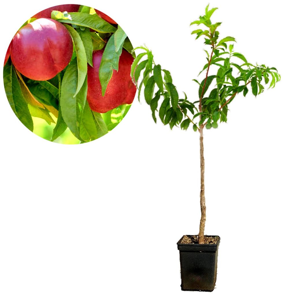 Prunus persica 'Red Gold', néflier – Hauteur : 100 cm – Pot Image du produit 