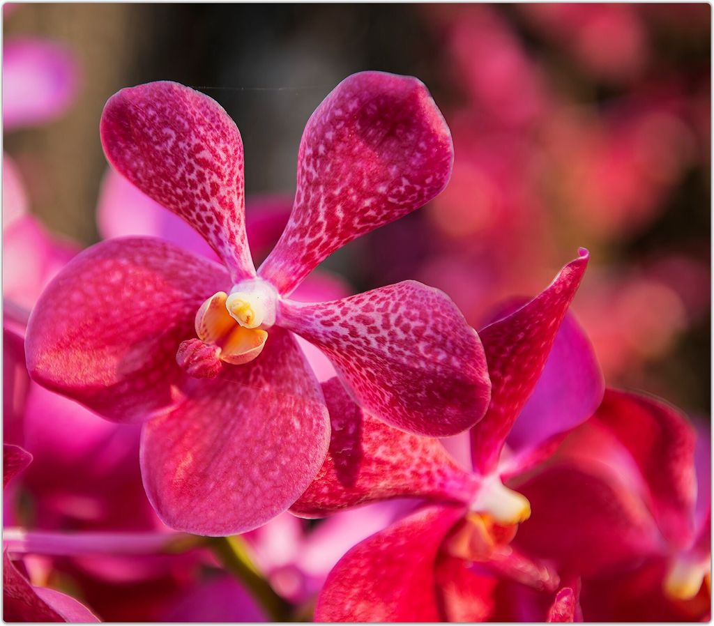 Spritzschutz Herdabdeckplatte Schneidebrett aus Glas Orchideen von Nah 1-Teilig (60x52cm)