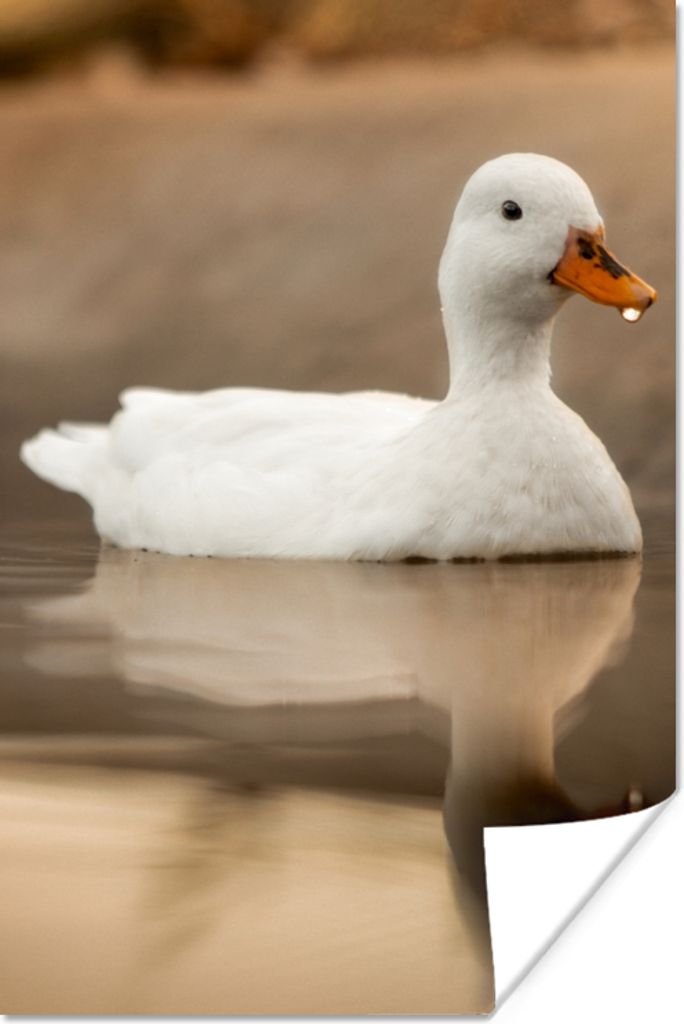 MuchoWow Poster Ente - Vogel - Wasser - Weiß 40x60 cm - Plakate für die Wand - Poster Babyzimmer