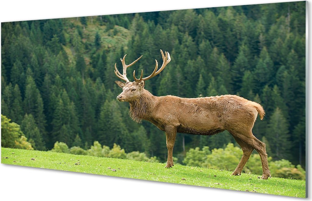 Glasbilder 120x60 Wandkunst Deer auf dem Gebiet
