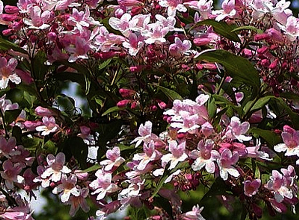 Kolkwitzia amabilis 'Pink Cloud' - Perlmuttstrauch 60- 80 cm - Container