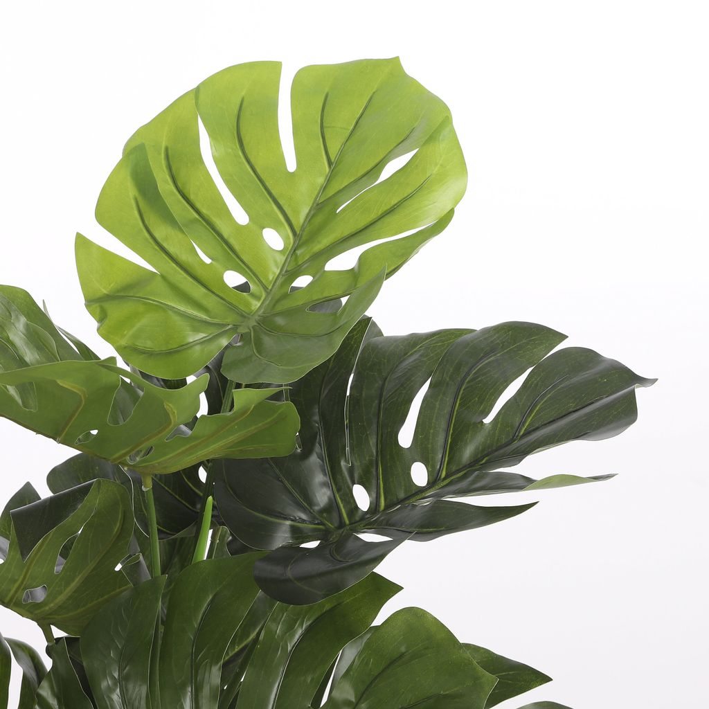 philodendron brasil tricolor Philodendron 'Brasil' Houseplant