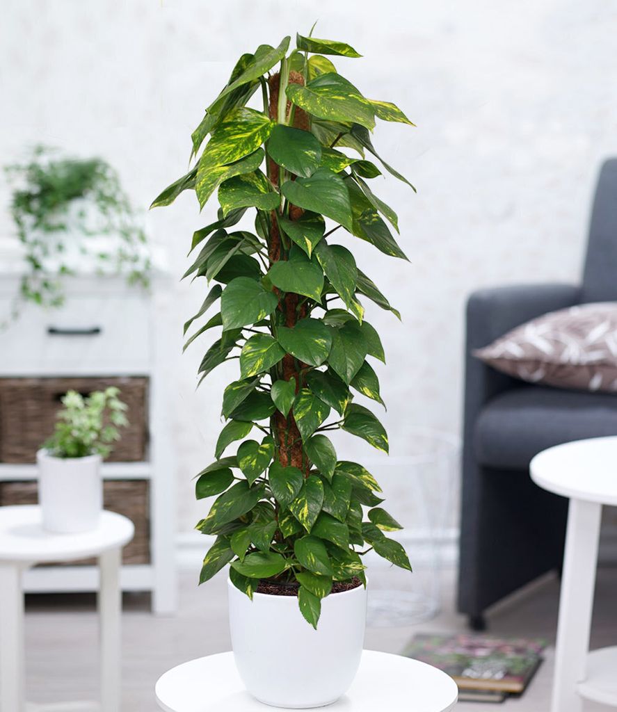 BALDUR Garten 1x Zimmerpflanze Efeutute am Moosstab ca. Produktbild 