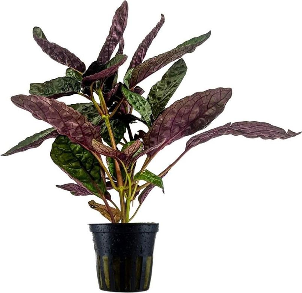 Terrarium Pflanze Hemigraphis colorata Paludarium Regenwald Pflanze AquaOne 404T