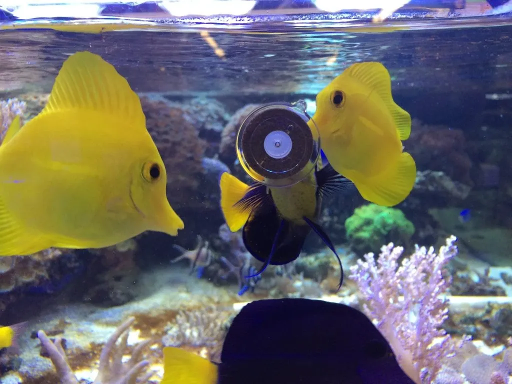 Solution Picorage : Af Calanidae 100g Anneaux+Ventouse Petits Poissons