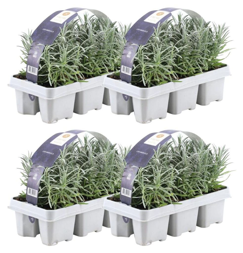 Planten van Frank | 24 blauwe geurige lavendelplanten | Productafbeelding 