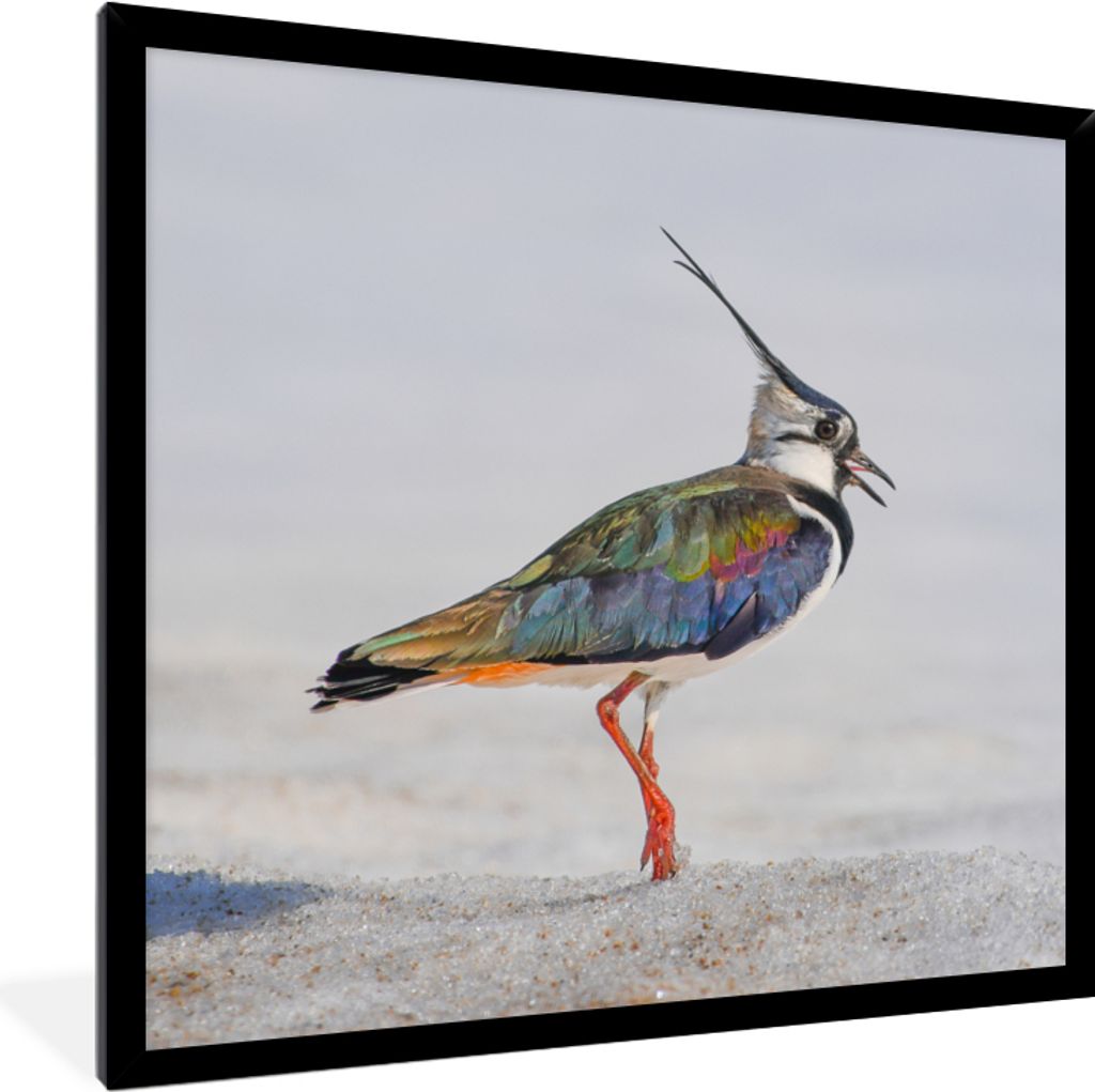 MuchoWow Gerahmtes Poster Vogel - Tiere - Sand - Kiebitz 40x40 cm - Poster mit Schwarzem Bilderrahmen Wandposter Rahmen Foto Bilder - Mit Rahmen ...