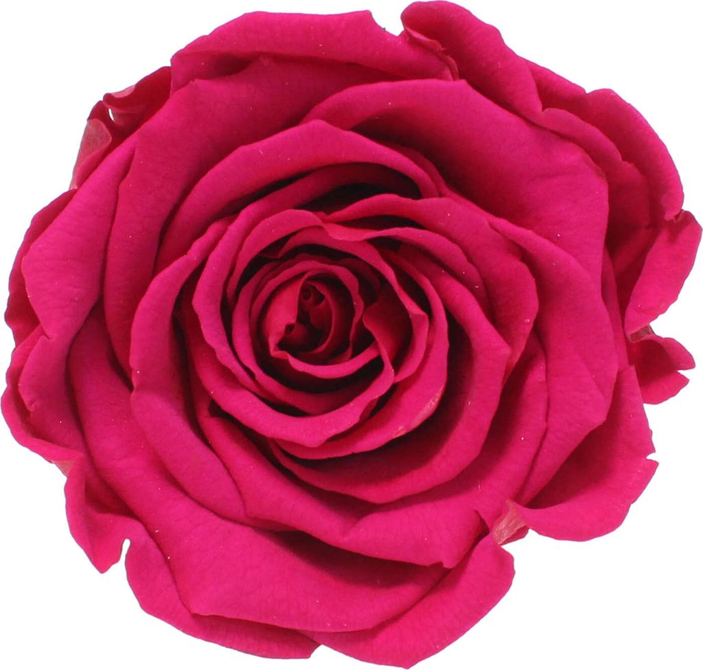 Infinity Rose L Ø5cm konserviert stabilisiert haltbar Produktbild 