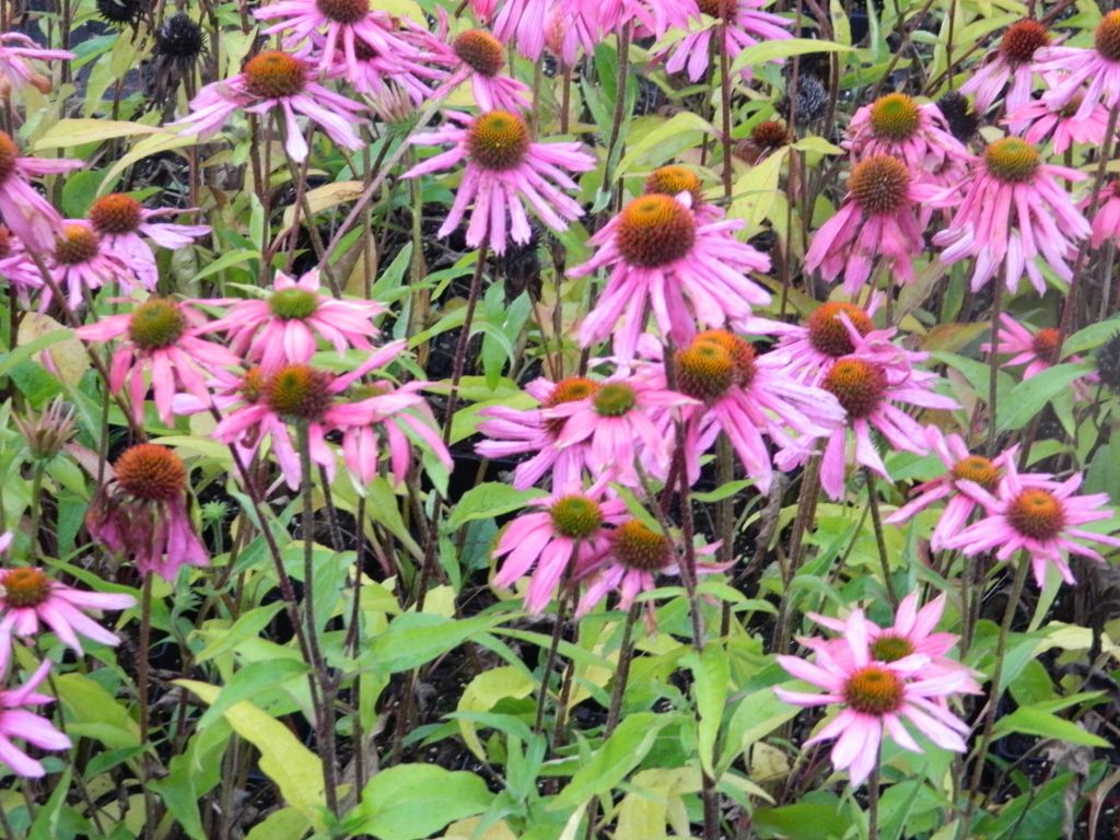6 x  Echinacea Purpurea - Sonnenhut - Topf 9x9 cm Produktbild 