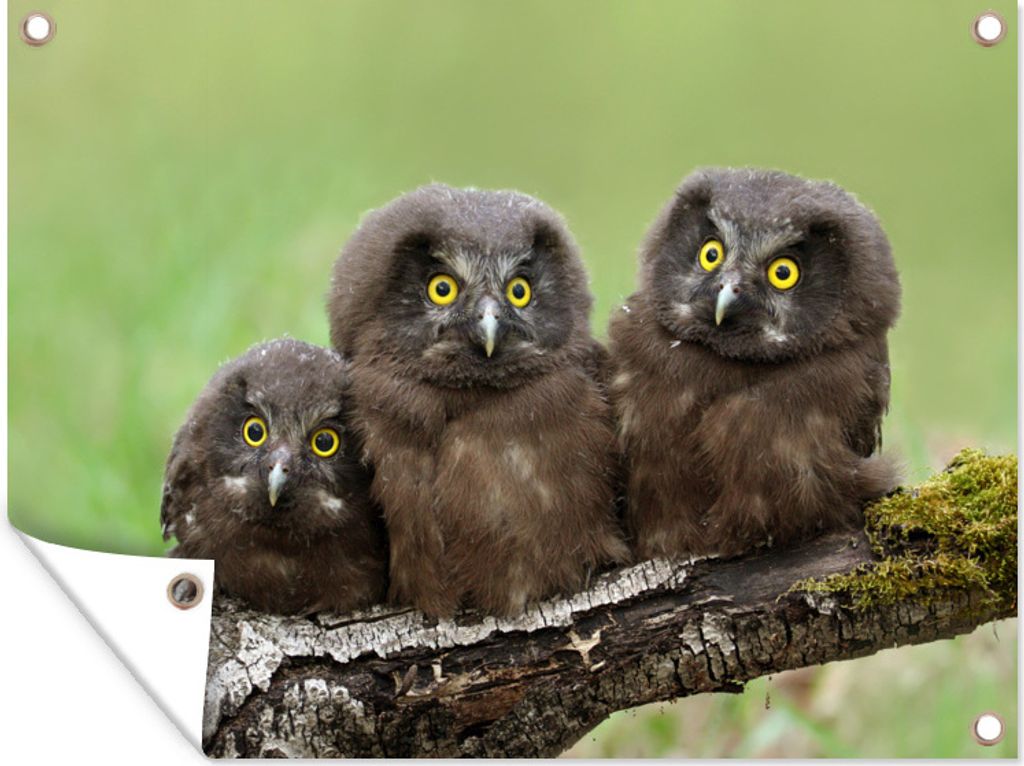 MuchoWow 40x30 cm Outdoor-Poster Gartendeko Sichtschutz Garten Poster für den Garten Drei jugendliche Raufußkäuze auf einem moosbewachsenen Ast