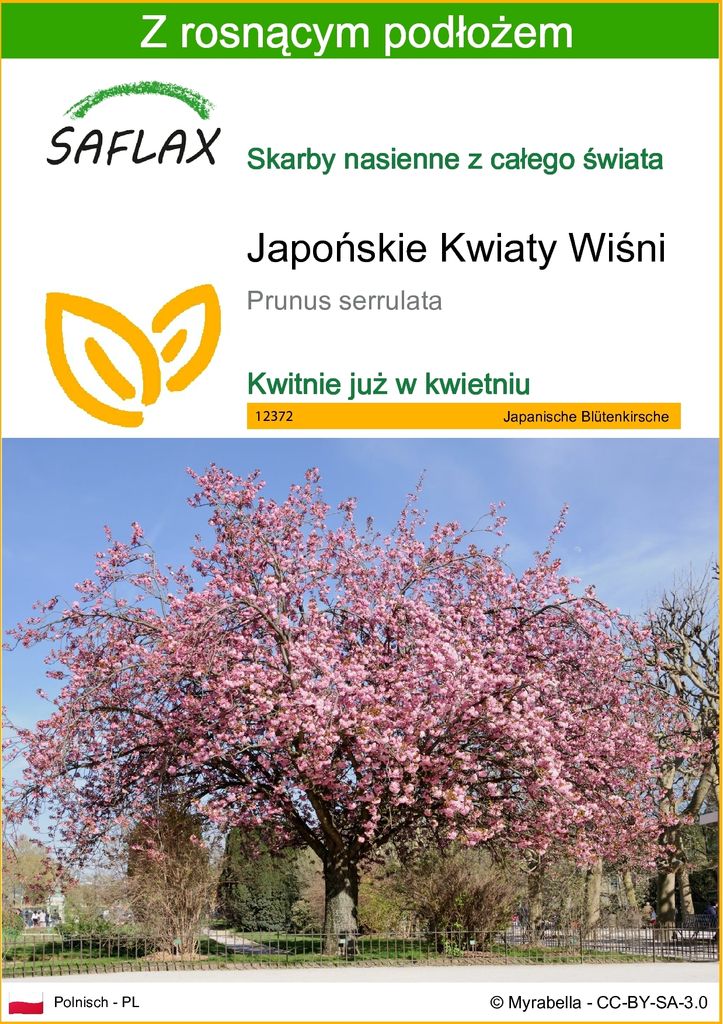 SAFLAX - Japońskie Kwiaty Wiśni - 30 Nasiona - Z podłożem Zdjęcie produktu 
