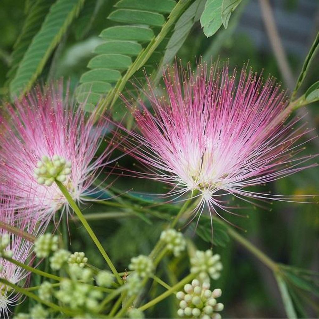 Seidenbaum - Albizia julibrissin 'Ombrella' | 40-50 cm in Container