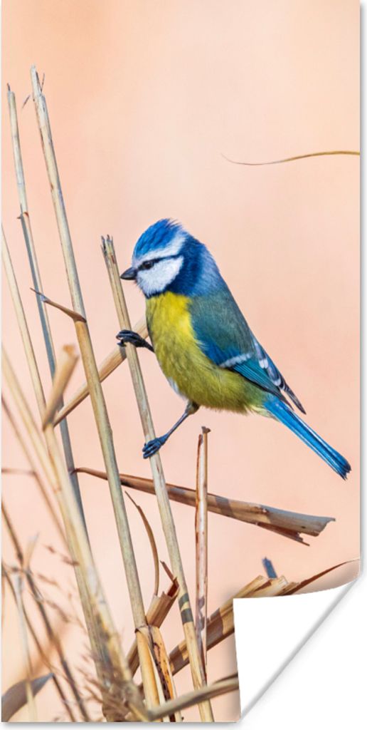 MuchoWow Poster Vogel - Blaumeise - Schilf 80x160 cm - Kinderzimmer