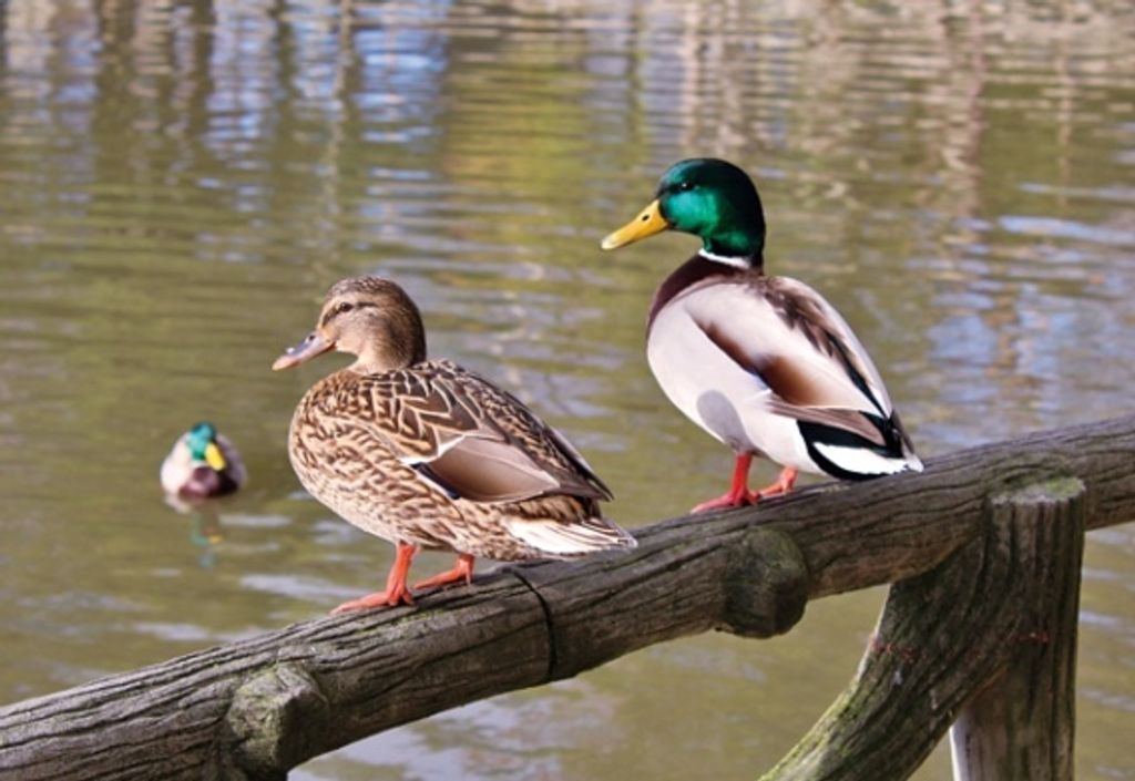 3 D Ansichtskarte Enten, Postkarte Wackelkarte Hologrammkarte Tiere Tier Erpel Stockente