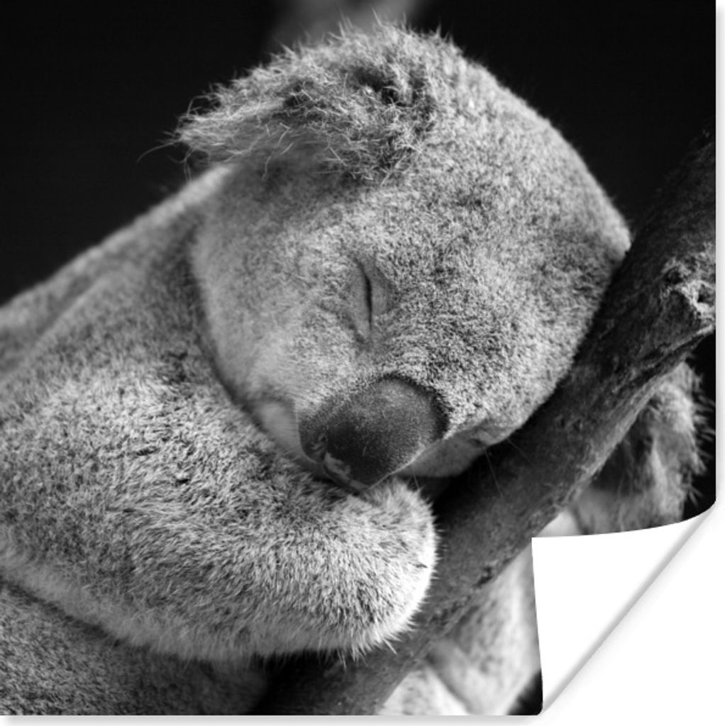 MuchoWow Poster Schlafender Koala auf schwarzem Hintergrund 50x50 cm - Wohnzimmerdekoration