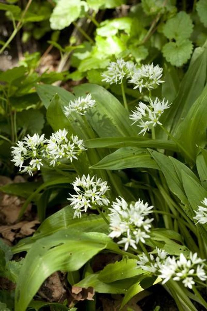 Bärlauch - Waldknoblauch - 40 Samen Produktbild 